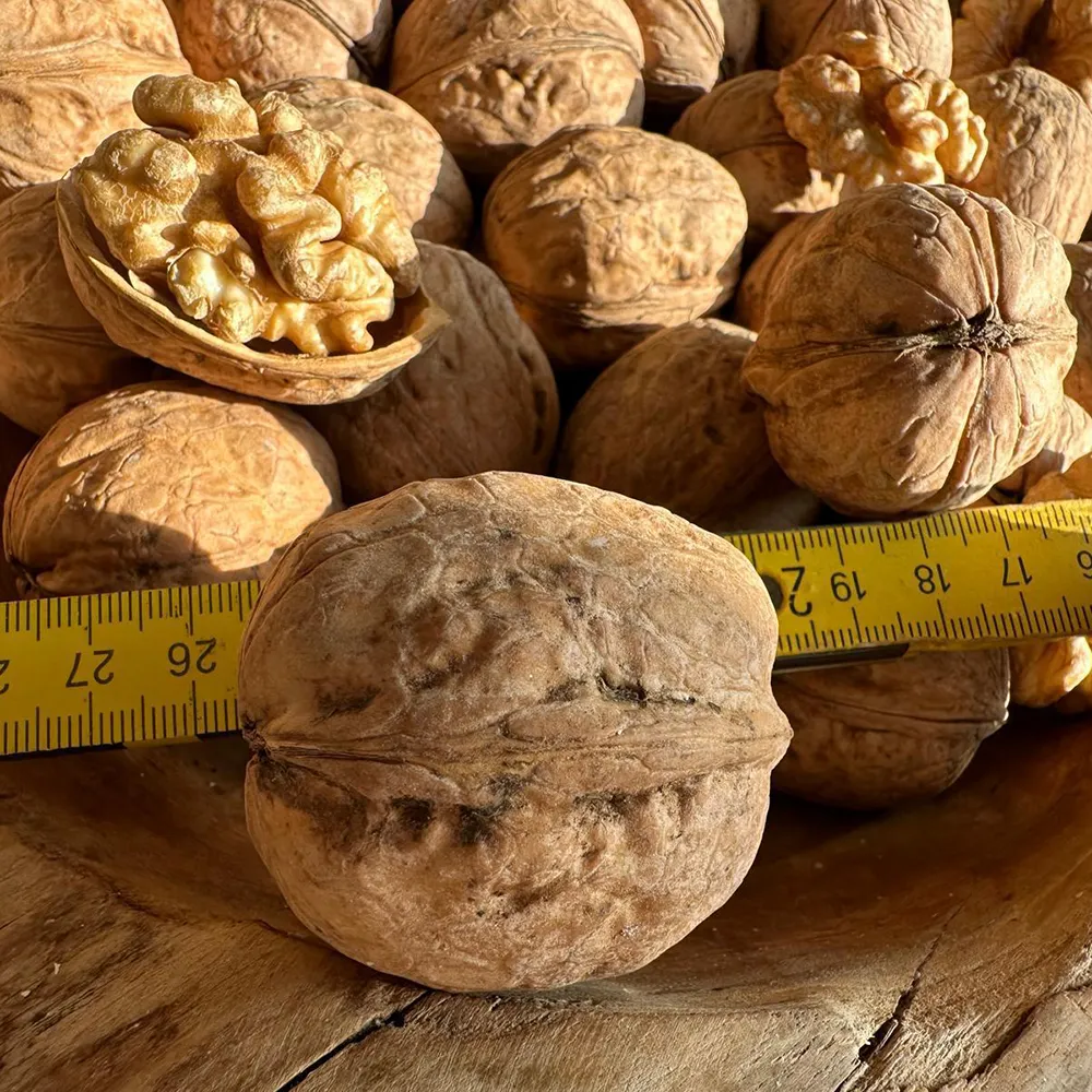 wallnuss2 Walnüsse in der Schale – Bild 1